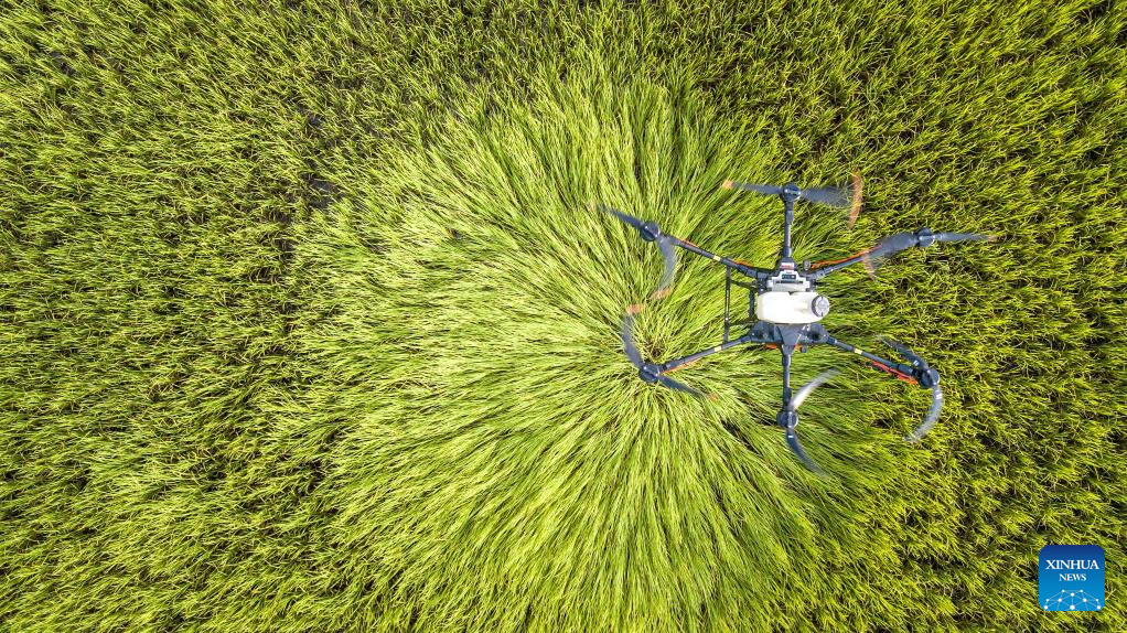 China-made agricultural drones seen flying over grainfields in Roi Et, Thailand
