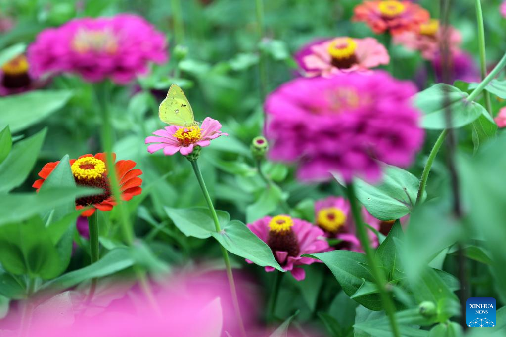 Luanping in north China innovates tourism development
