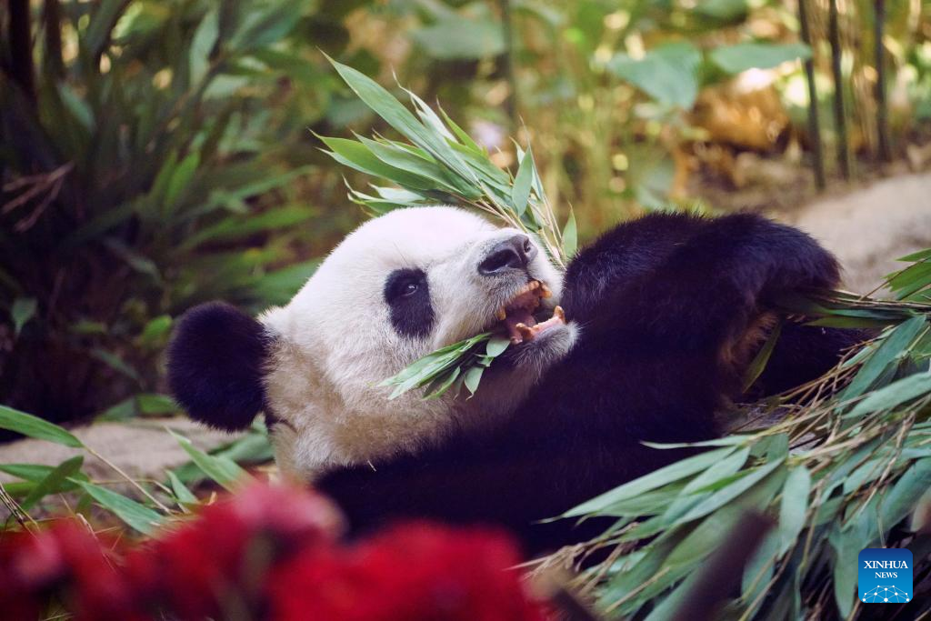 Giant panda Sijia's 16th birthday celebrated in NE China's Yabuli ski resort