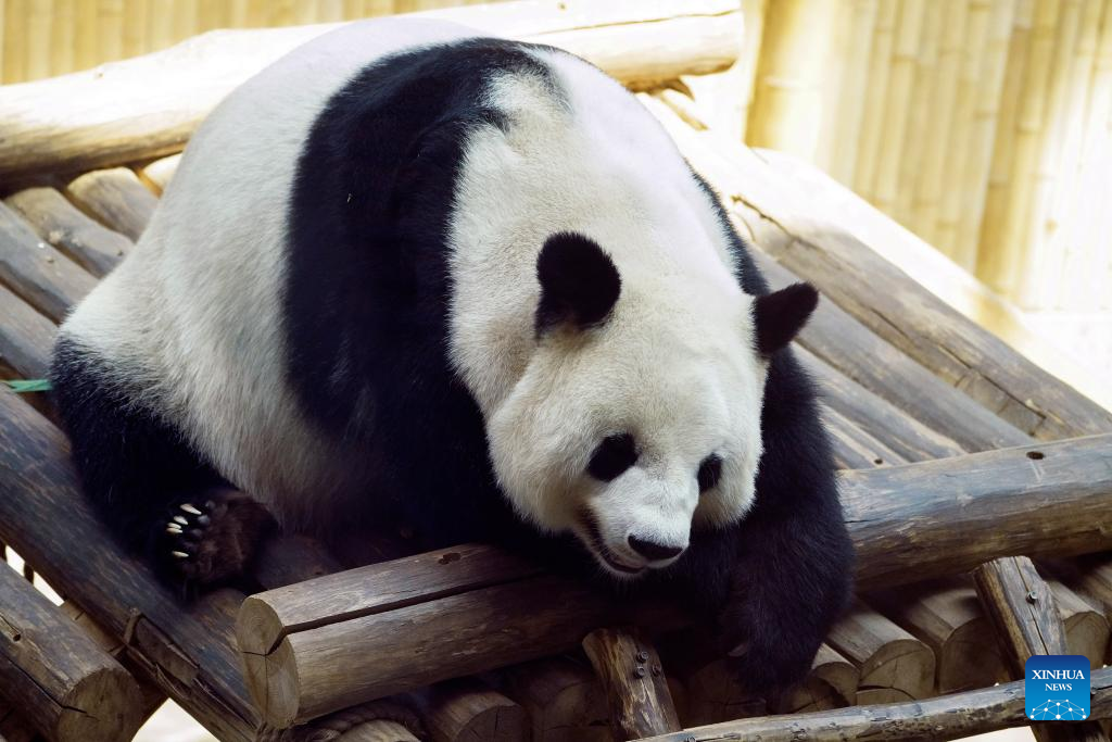 Giant panda Sijia's 16th birthday celebrated in NE China's Yabuli ski resort