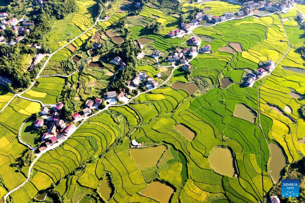 Rice harvested in Jingzi Township, China's Hunan