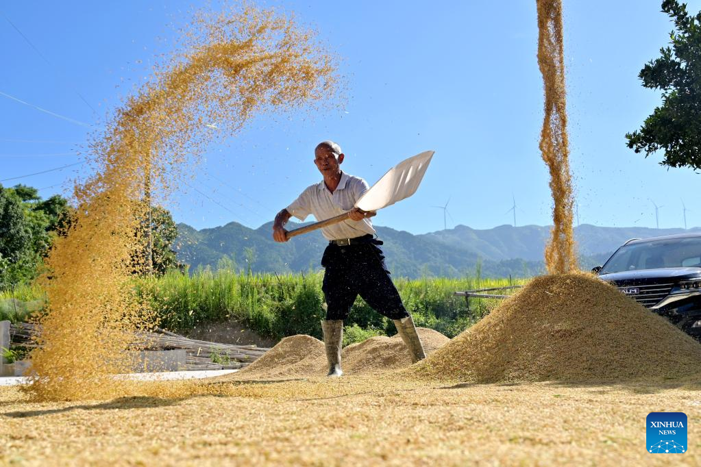 Rice harvested in Jingzi Township, China's Hunan