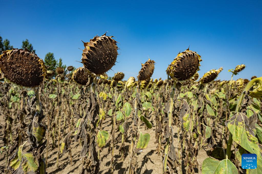 Drought, heat greatly damage agricultural crops in Croatia