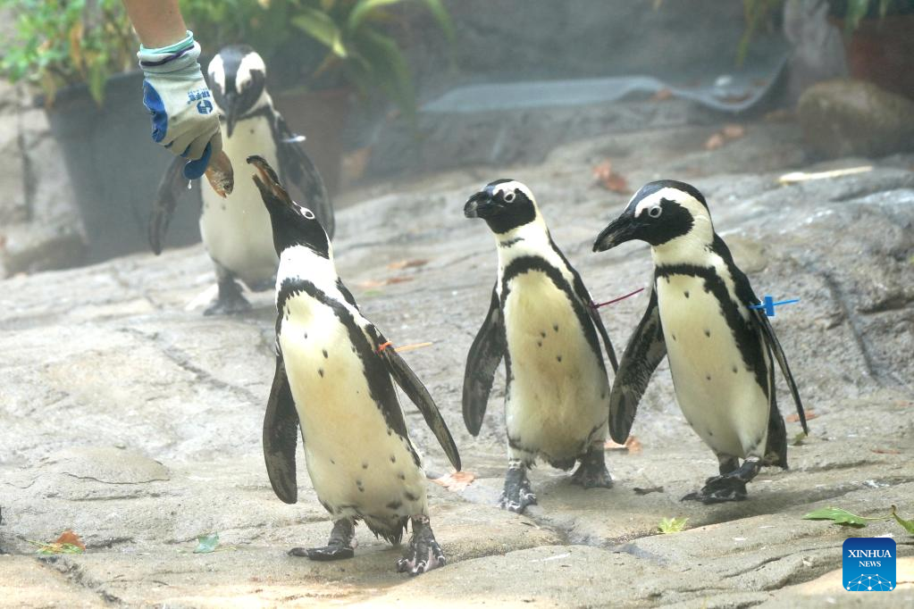 All possible measures taken to help animals cool off in Shanghai Zoo