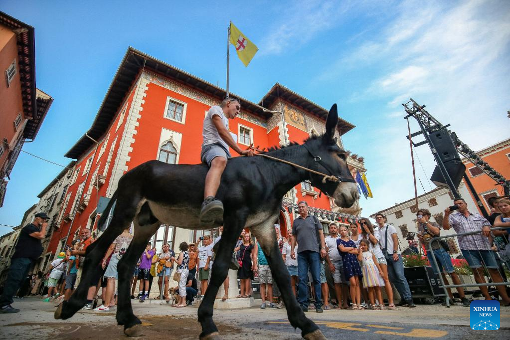 Donkey race held in Vodnjan, Croatia