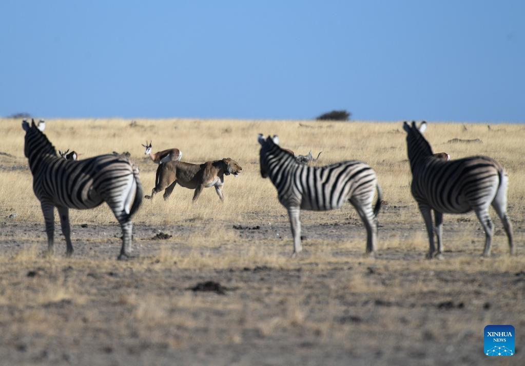 Animals in Namibia's Etosha National Park