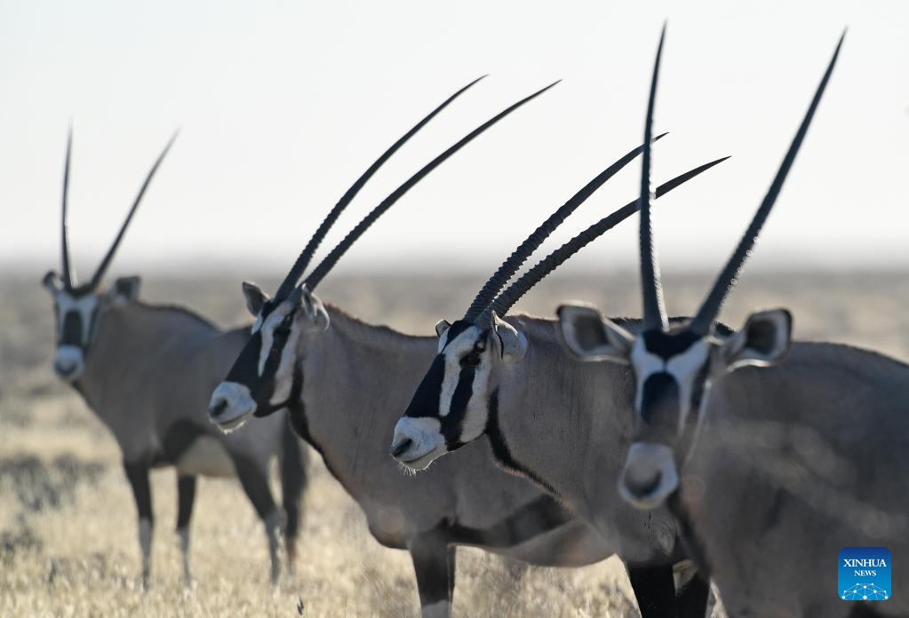 Animals in Namibia's Etosha National Park
