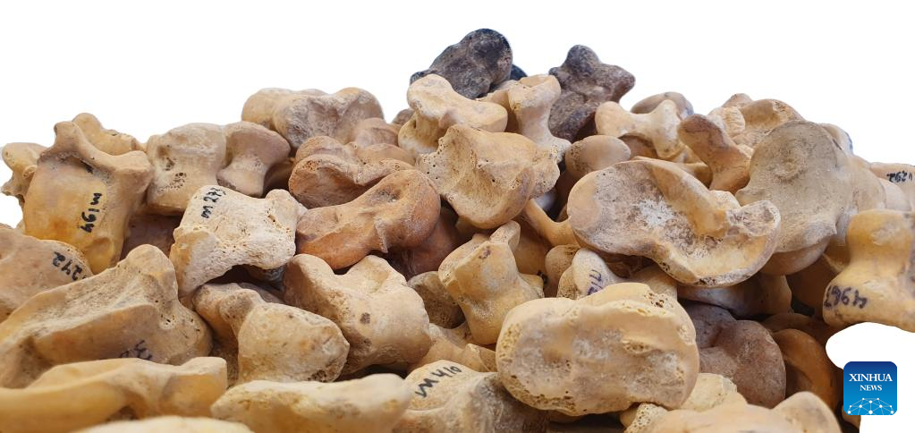Israel discovers hundreds of 2,300-year-old knucklebone dices for gaming, divination