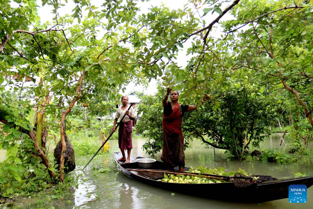 In pics: floating guava market in Jhalokati, Bangladesh