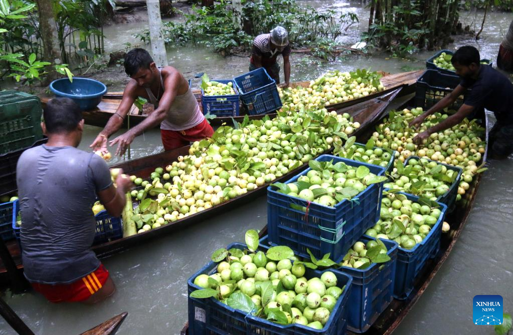 In pics: floating guava market in Jhalokati, Bangladesh