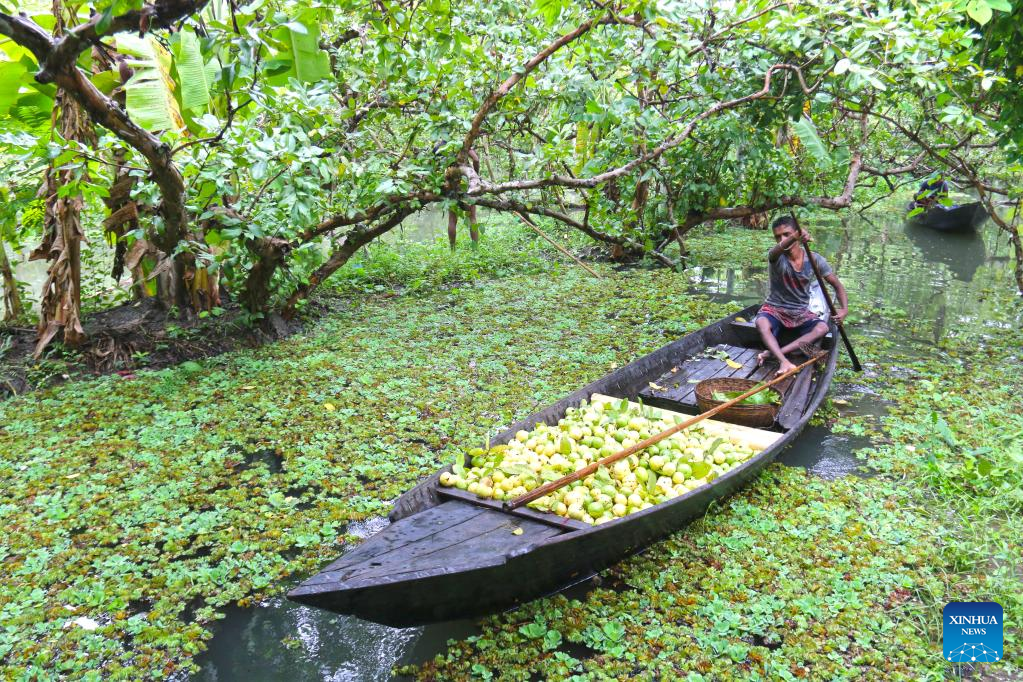 In pics: floating guava market in Jhalokati, Bangladesh