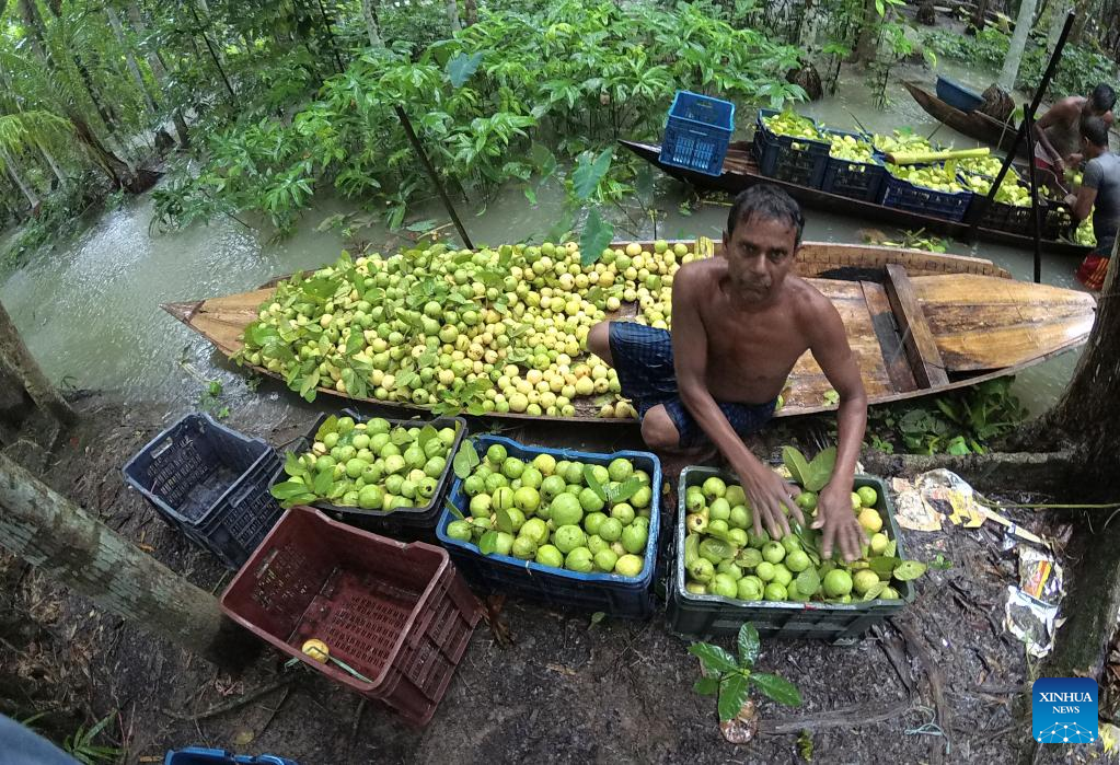 In pics: floating guava market in Jhalokati, Bangladesh