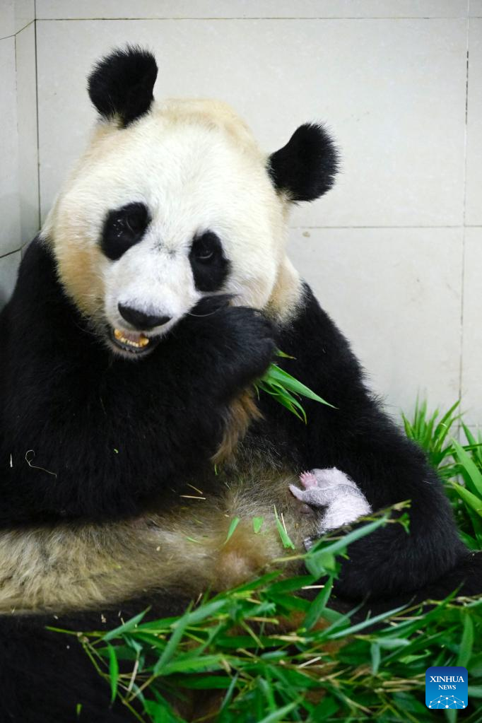 China Focus: World's heaviest captive panda cub born in China