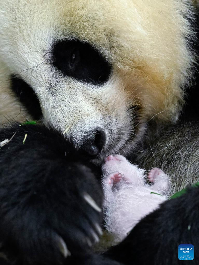 China Focus: World's heaviest captive panda cub born in China
