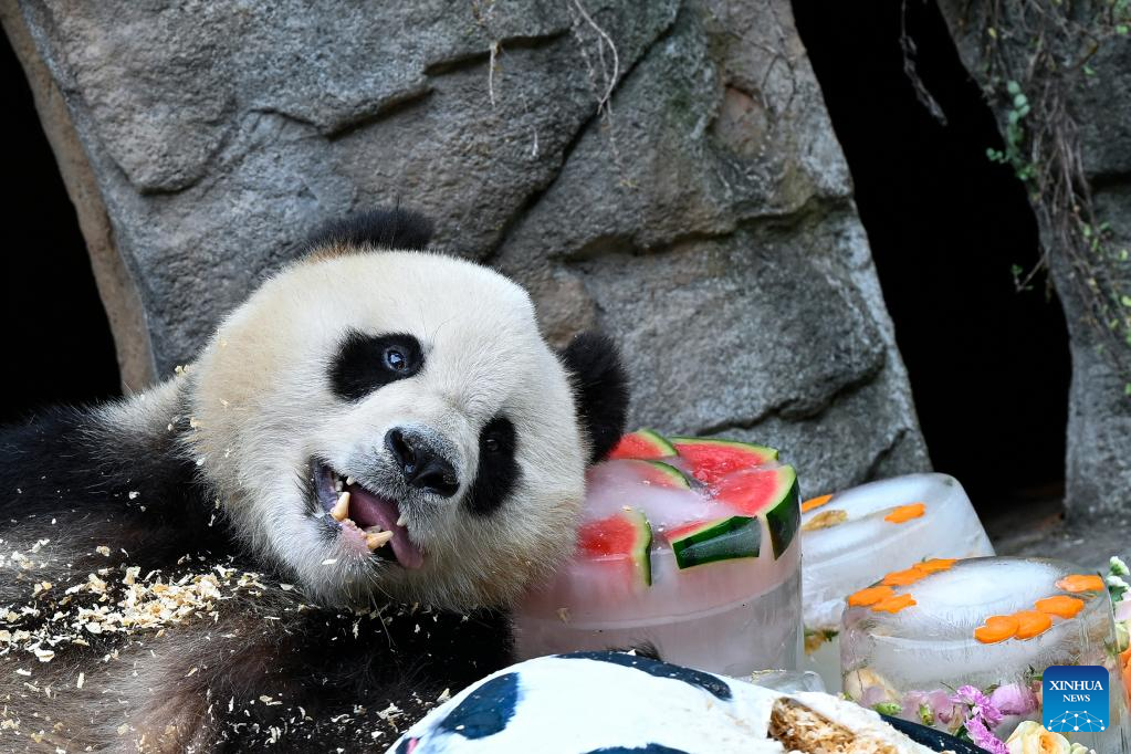 Measures taken to help giant pandas cool off in SW China's Sichuan