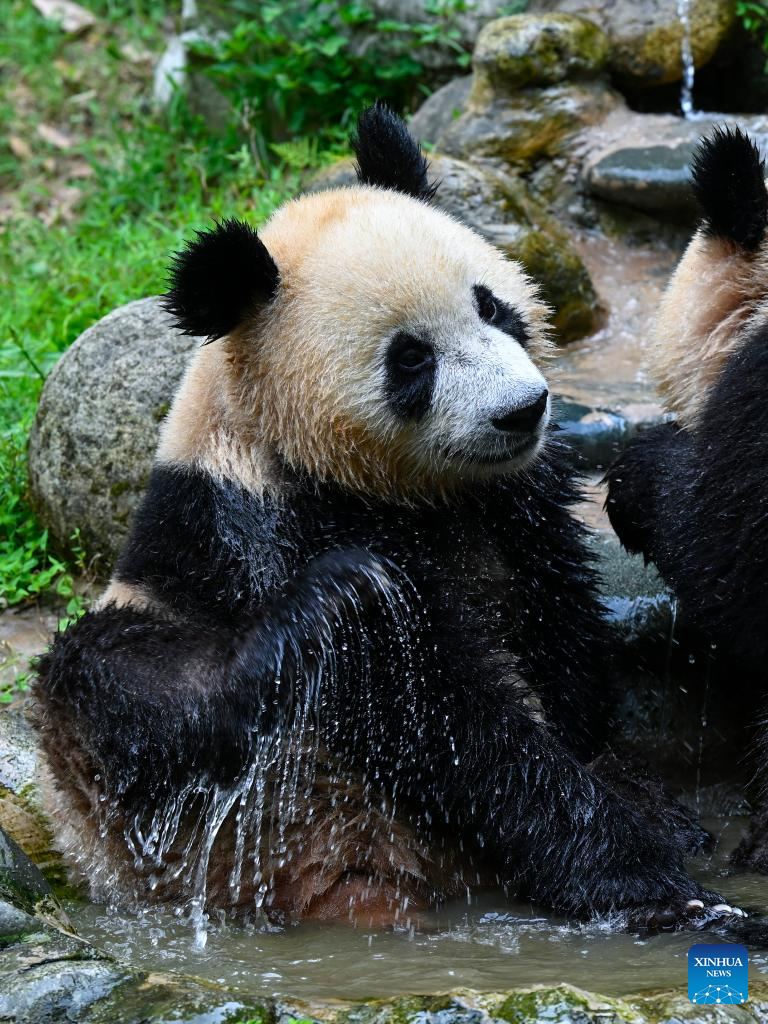 Measures taken to help giant pandas cool off in SW China's Sichuan