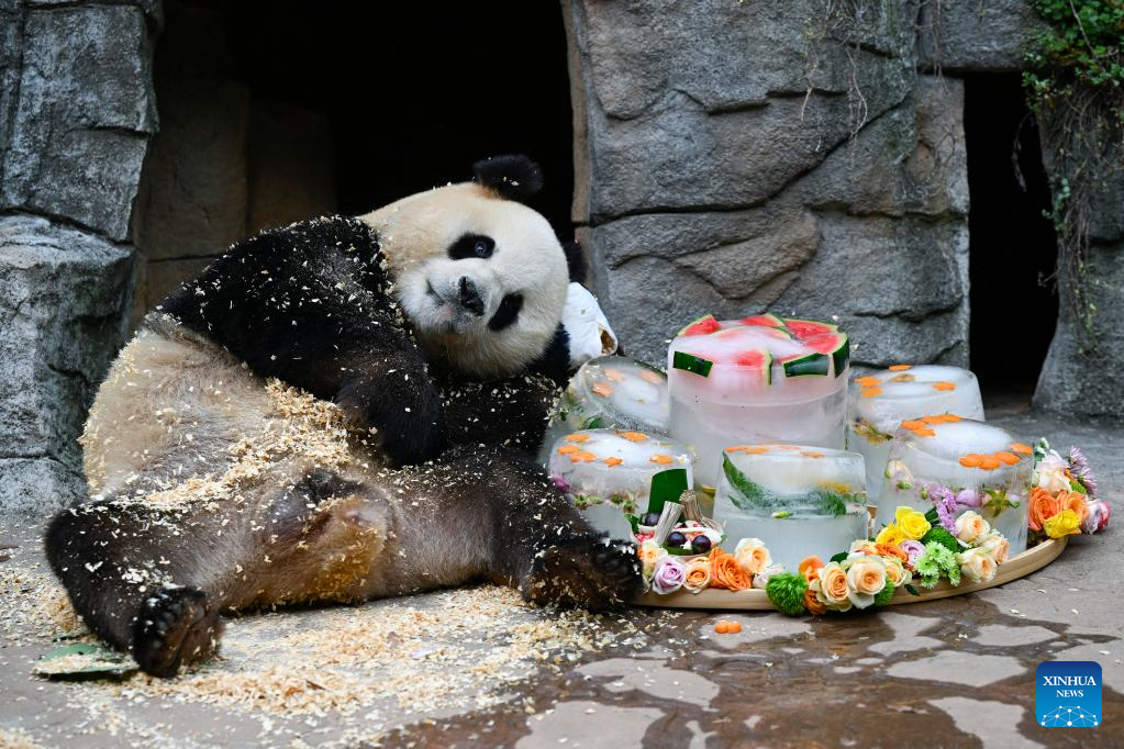 Measures taken to help giant pandas cool off in SW China's Sichuan