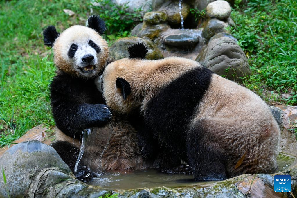 Measures taken to help giant pandas cool off in SW China's Sichuan