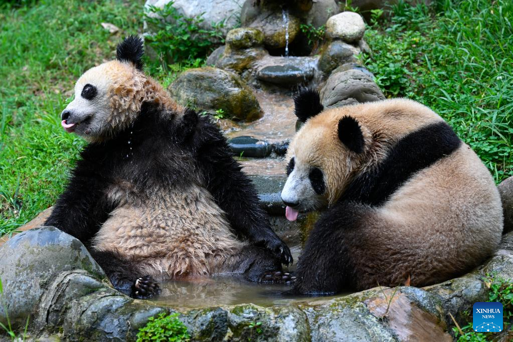 Measures taken to help giant pandas cool off in SW China's Sichuan