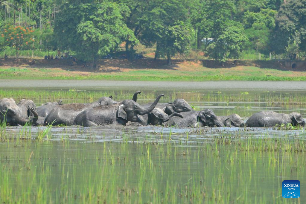 Wild elephants seen at wetland in NE India