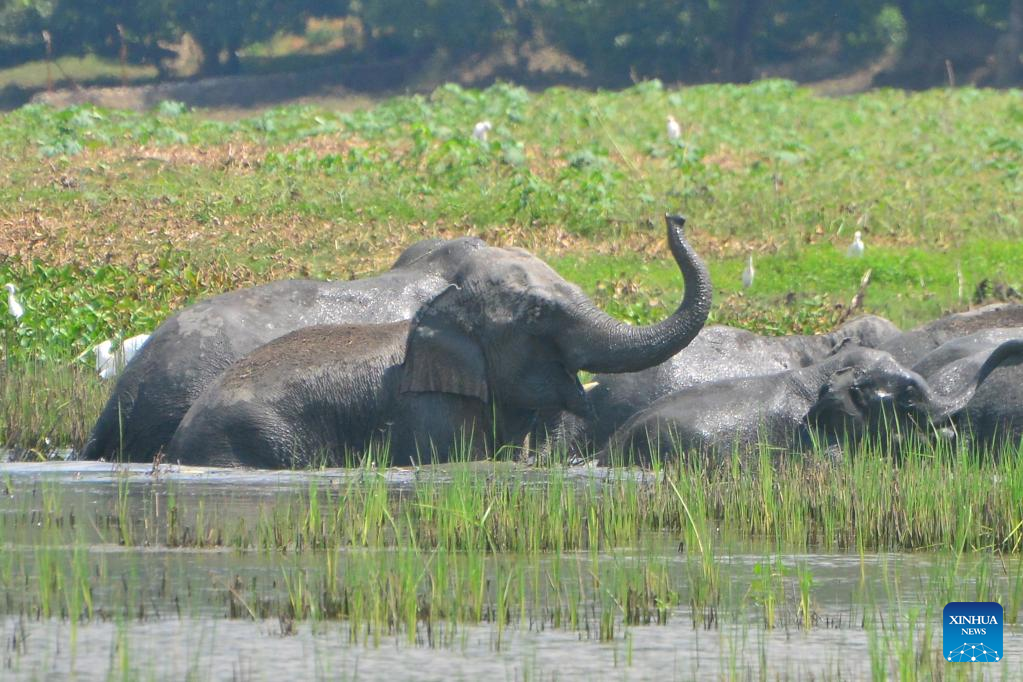 Wild elephants seen at wetland in NE India