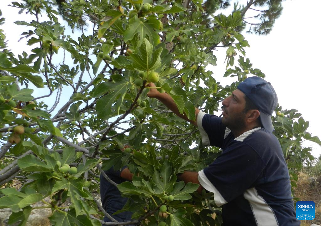 Farmers harvest figs in southern Lebanon