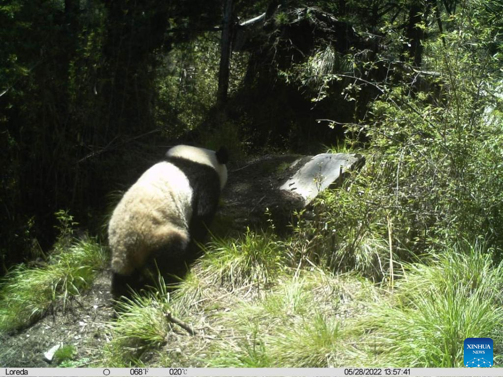 Wild giant panda caught on camera in China's Sichuan