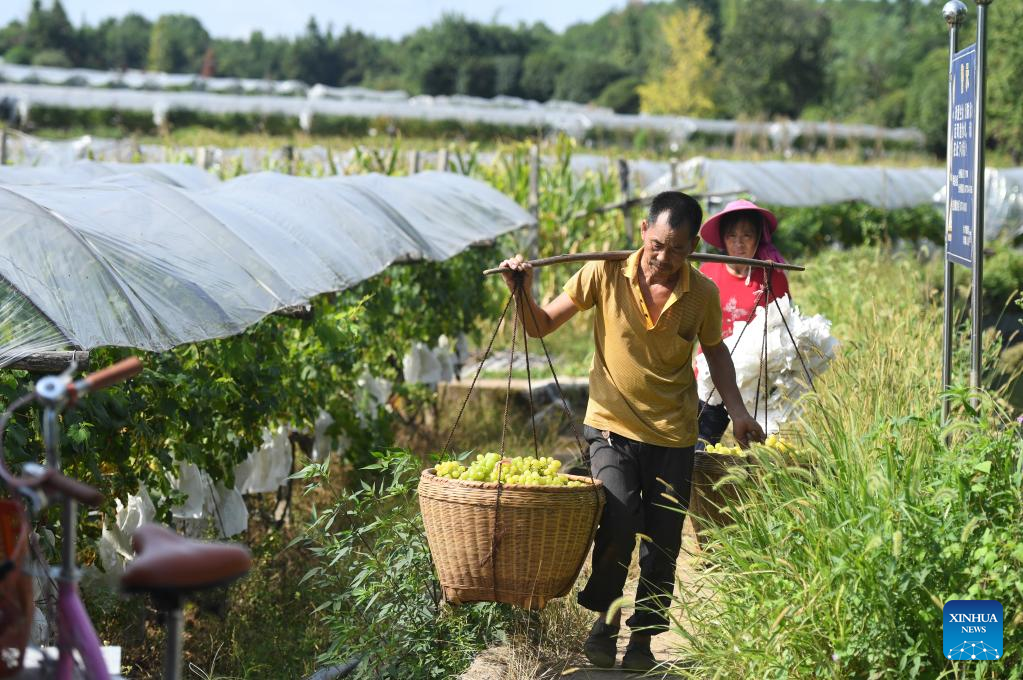 Grape fields enter harvest season in south China's Guangxi