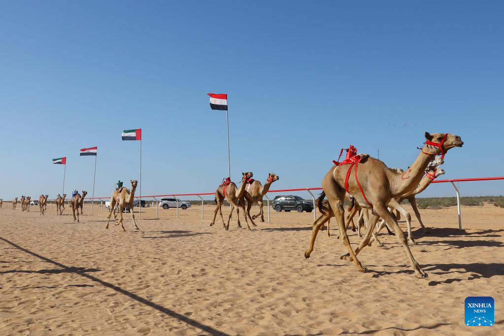 In pics: camel race in El Alamein City, Egypt