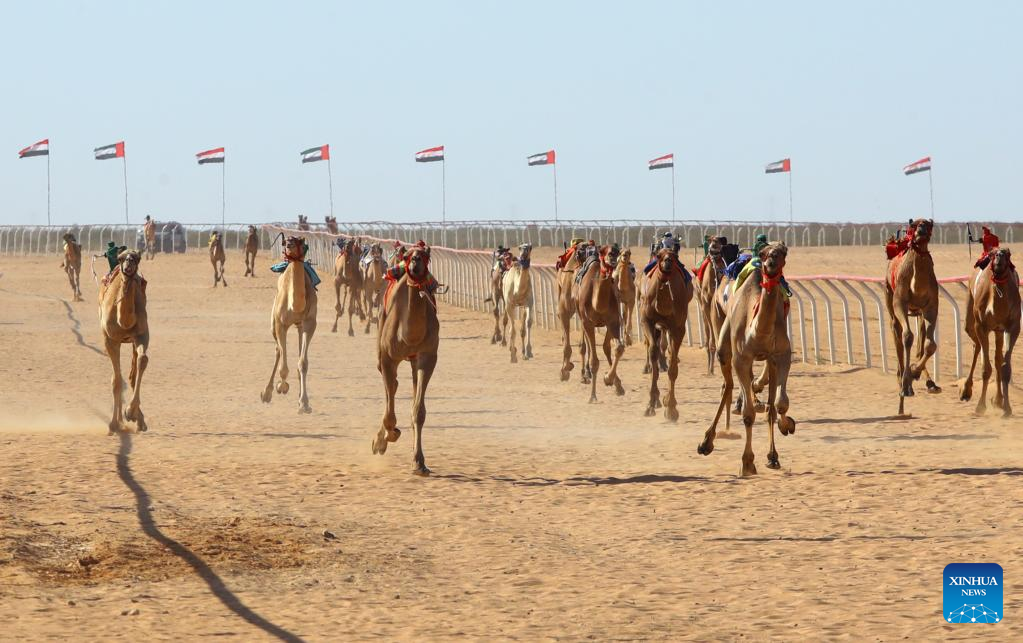 In pics: camel race in El Alamein City, Egypt