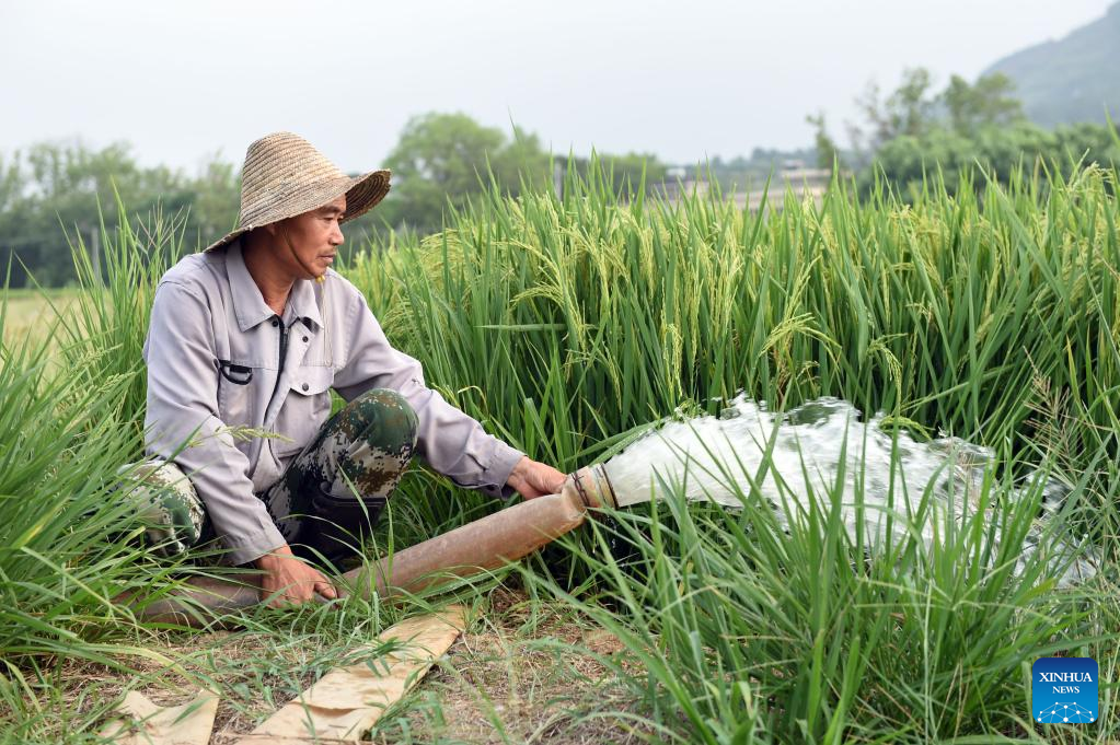 Locals channel water from Yangtze River into farmland amid drought in east China