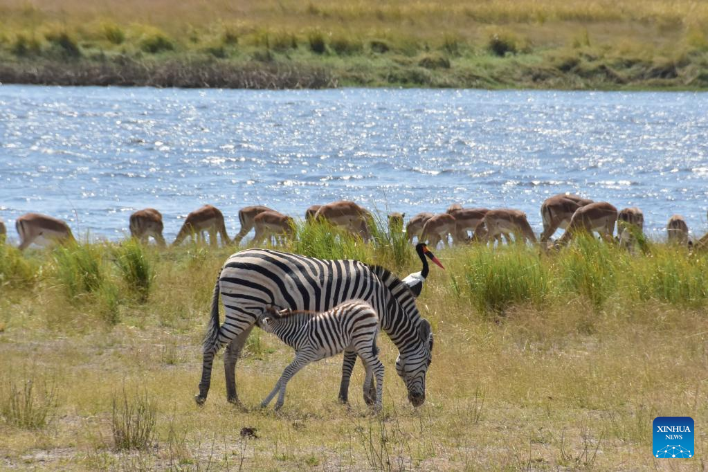 Animals seen at Chobe National Park, Botswana