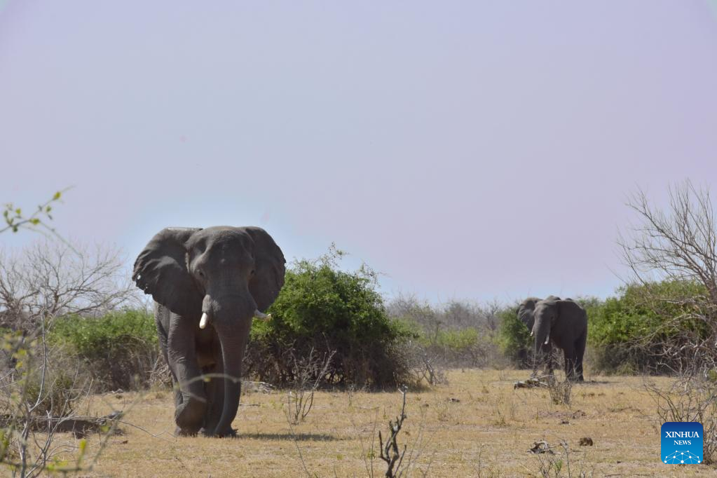 Animals seen at Chobe National Park, Botswana