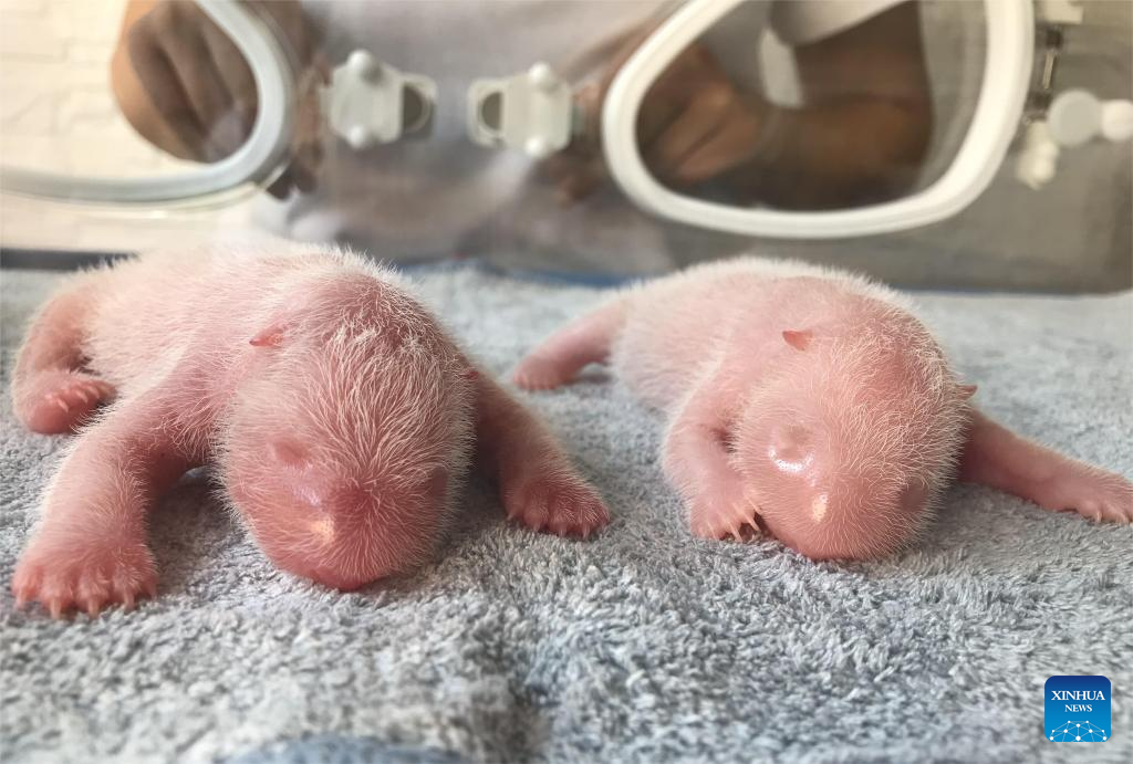 Giant panda delivers twin cubs again in China's Shaanxi