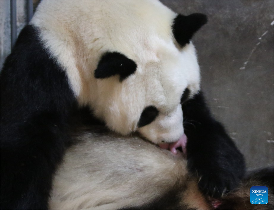 Giant panda delivers twin cubs again in China's Shaanxi