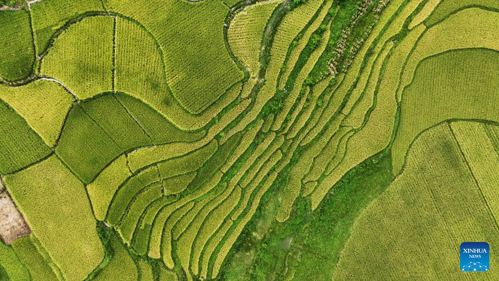 View of paddy fields in Guiyang, SW China's Guizhou