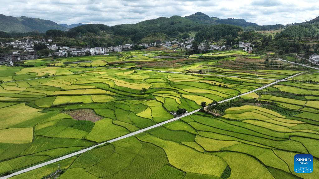 View of paddy fields in Guiyang, SW China's Guizhou