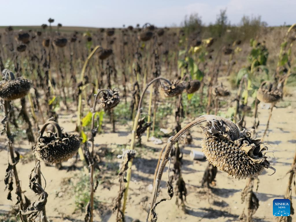 Drought hits Teleorman County, Romania