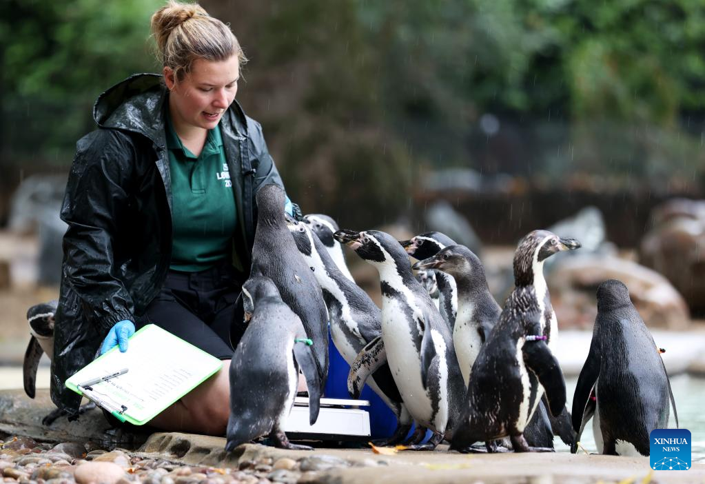 In pics: annual weigh-in in ZSL London Zoo
