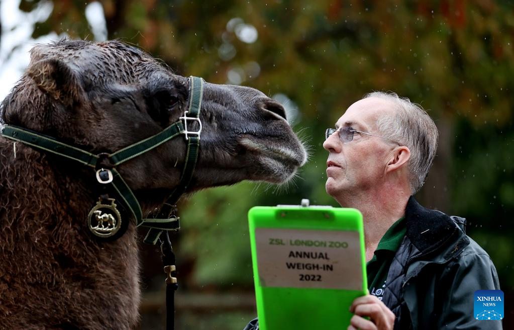 In pics: annual weigh-in in ZSL London Zoo