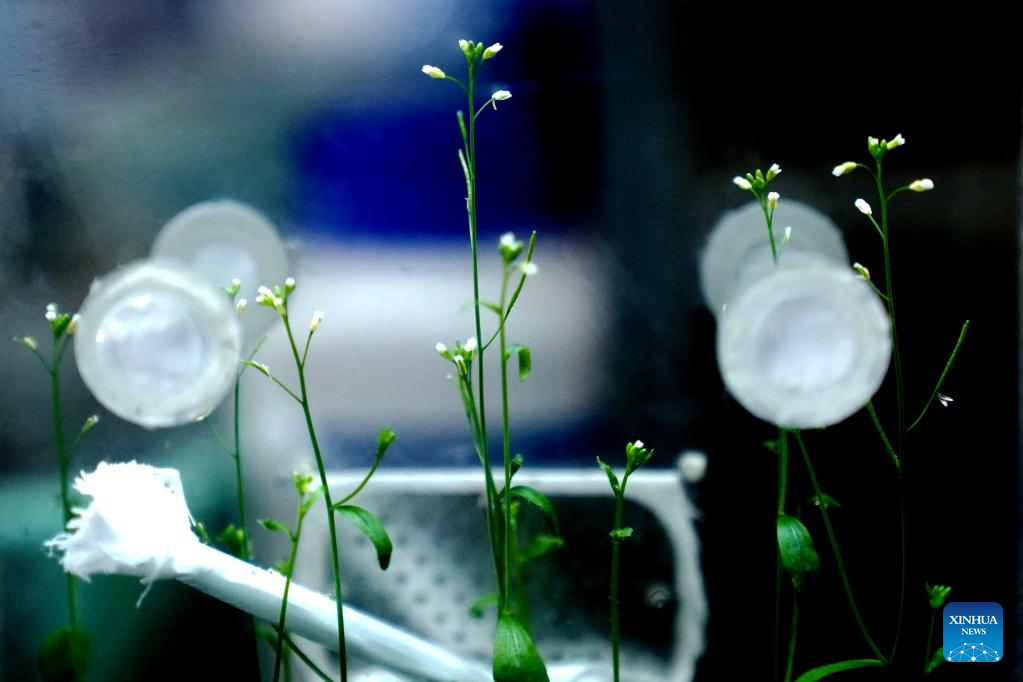 Plant growth in China's space lab in good condition