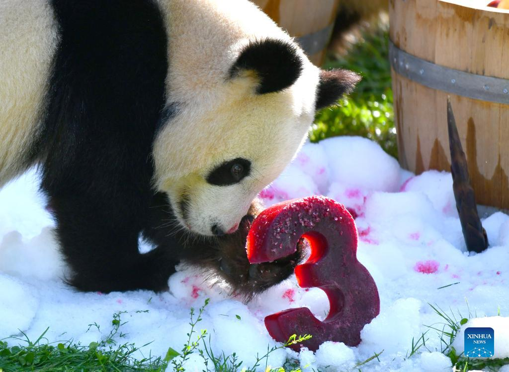 Giant pandas celebrate third birthday in Zoo Berlin