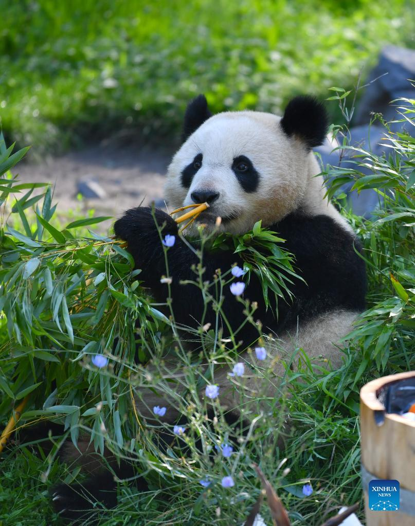 Giant pandas celebrate third birthday in Zoo Berlin