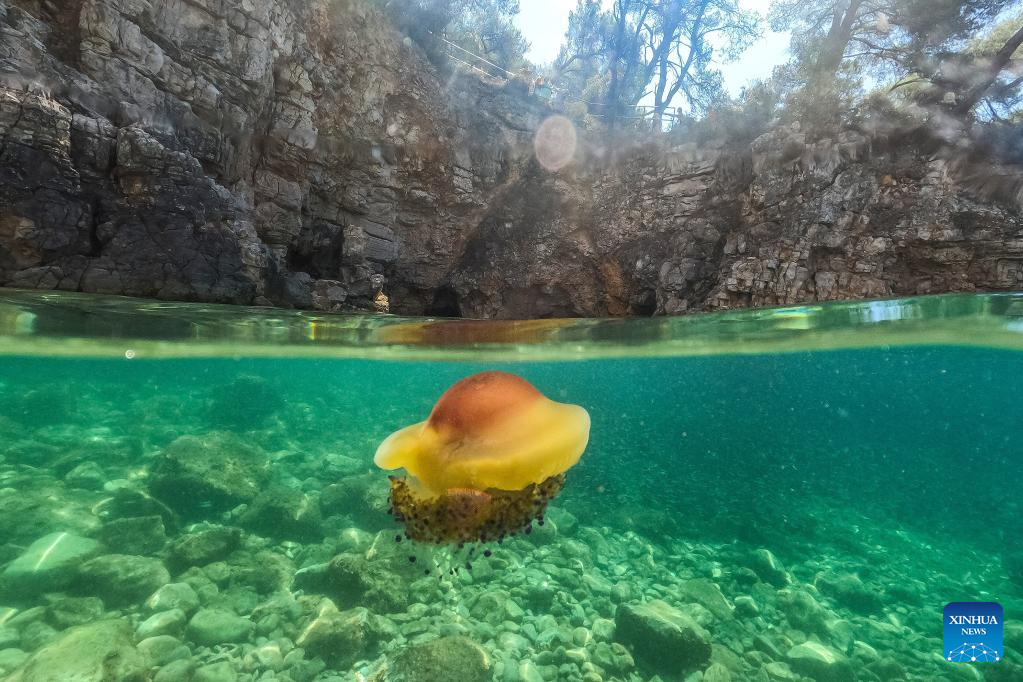 Mediterranean jellyfish seen in seashore of Pula, Croatia