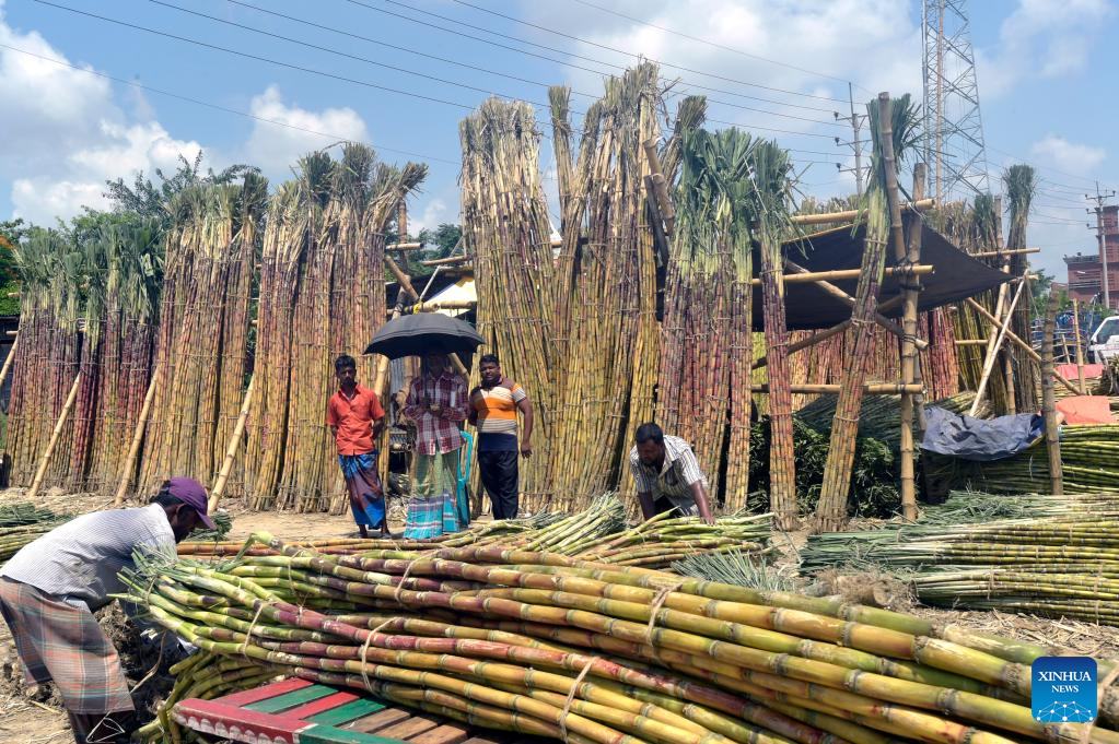 Sugarcane enters harvest season in Dhaka, Bangladesh