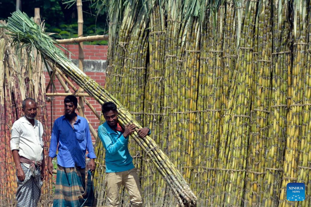 Sugarcane enters harvest season in Dhaka, Bangladesh