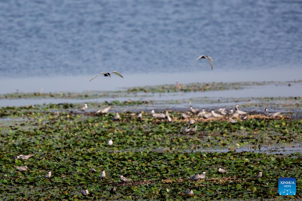 Across China: Birds, locals in harmony under wetland conservation