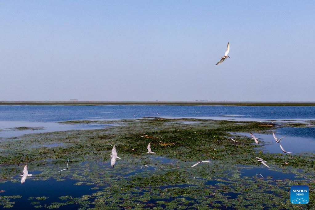 Across China: Birds, locals in harmony under wetland conservation