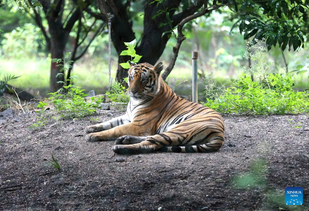 A glimpse of big cats at India's Kamla Nehru Zoological Park