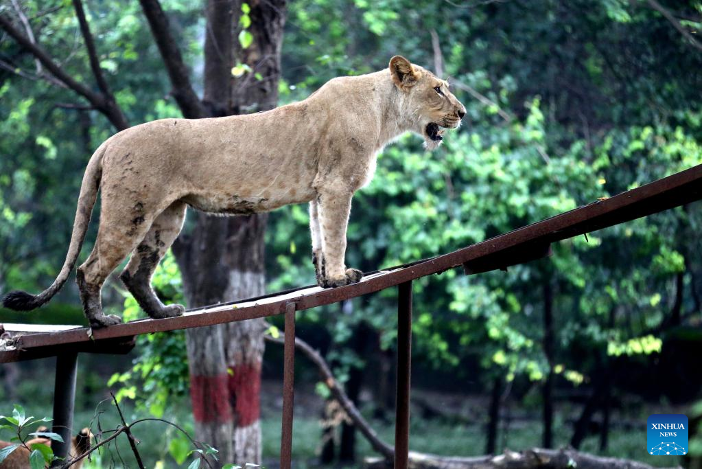 A glimpse of big cats at India's Kamla Nehru Zoological Park